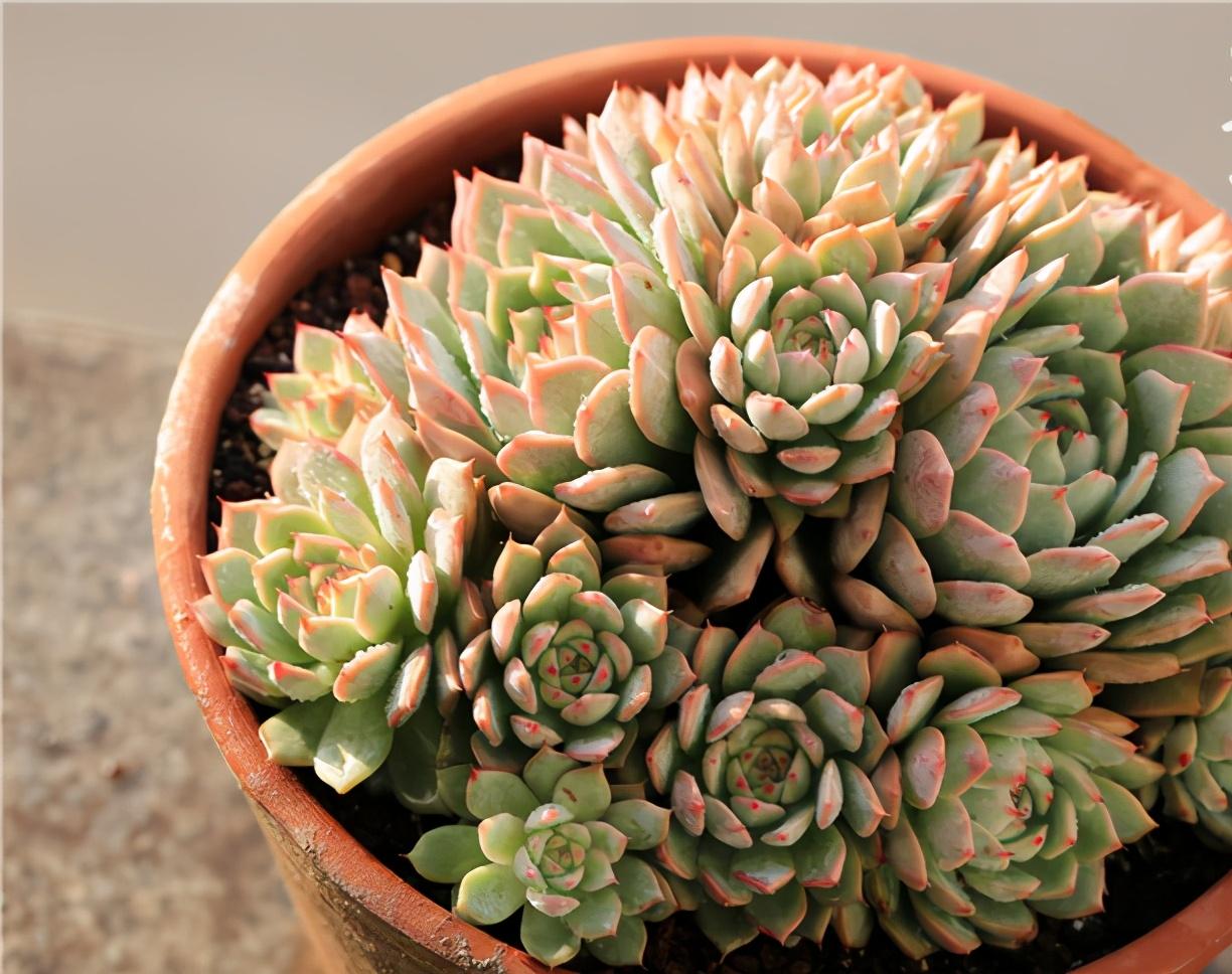 植物多肉的圖片_多肉植物怎么_植物多肉怎么養(yǎng)殖方法