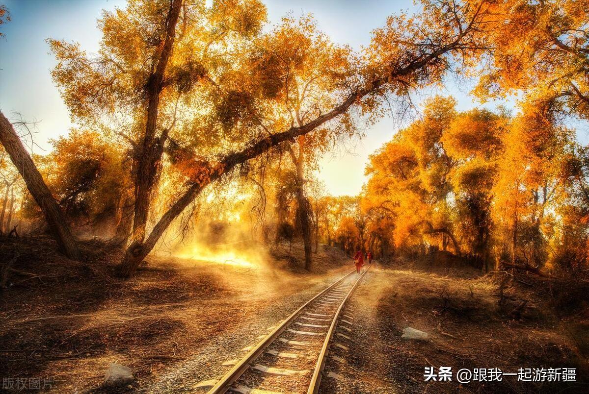 胡楊林旅游路線_胡楊林景區旅游攻略_胡楊林旅游團報價