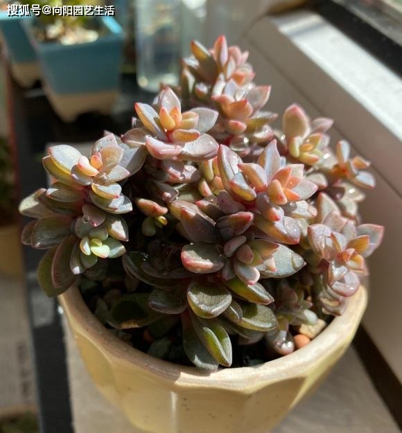 多肉植物的施肥_多肉施肥的作用_給多肉植物施肥有哪些方法