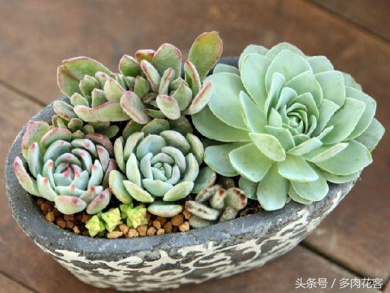 玩轉多肉植物_植物多肉如何養殖_多肉植物教學視頻