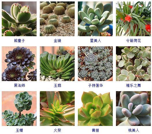 多肉植物哪里來的_多肉植物的來源地_多肉剛來的時候怎么弄