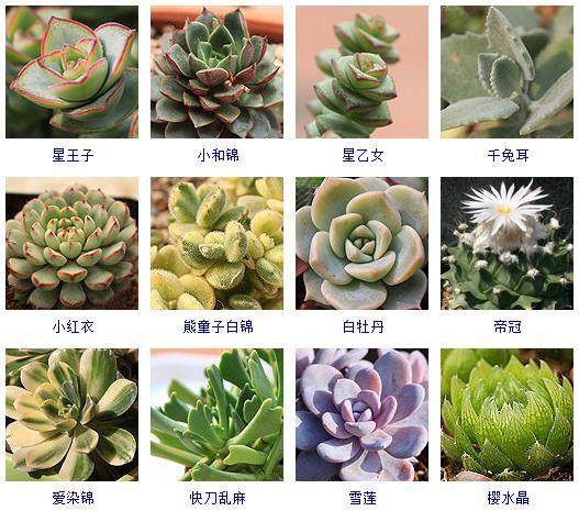 多肉植物哪里來的_多肉剛來的時候怎么弄_多肉植物的來源地