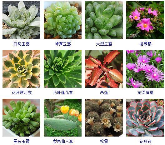 多肉剛來的時候怎么弄_多肉植物哪里來的_多肉植物的來源地