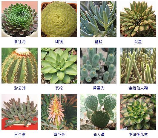 多肉植物哪里來的_多肉剛來的時候怎么弄_多肉植物的來源地