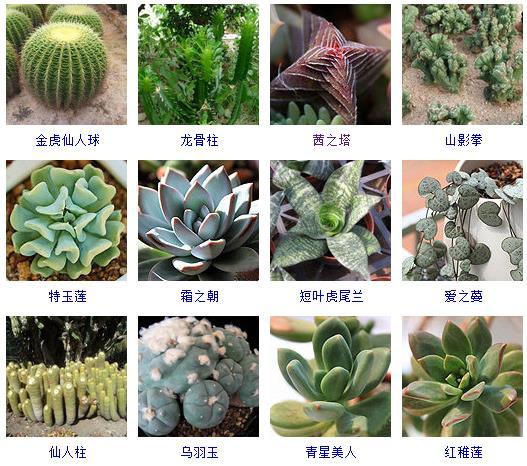 多肉剛來的時候怎么弄_多肉植物的來源地_多肉植物哪里來的