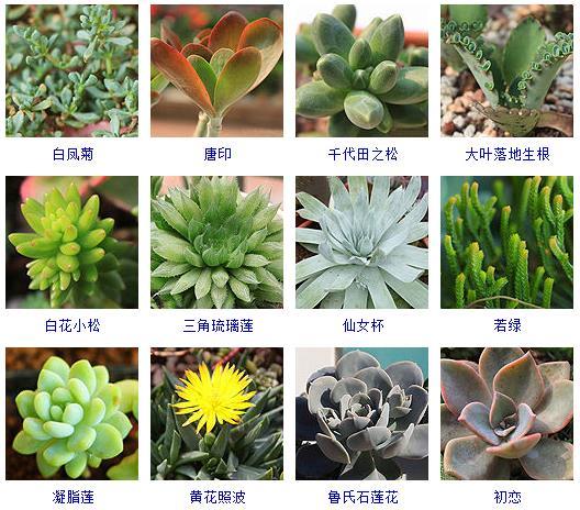 多肉植物的來源地_多肉植物哪里來的_多肉剛來的時候怎么弄