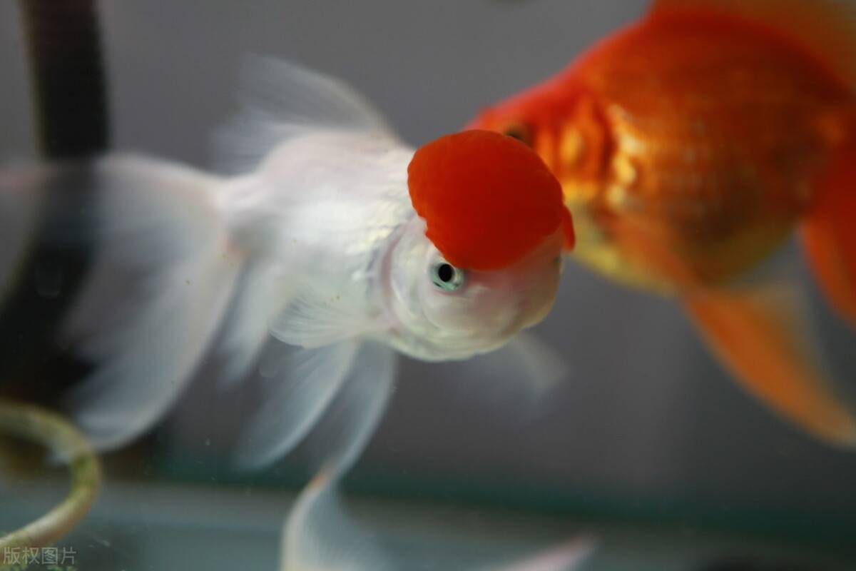 觀賞魚的食物大小和選擇規律，顆粒大小和飼料沉浮有何區別？