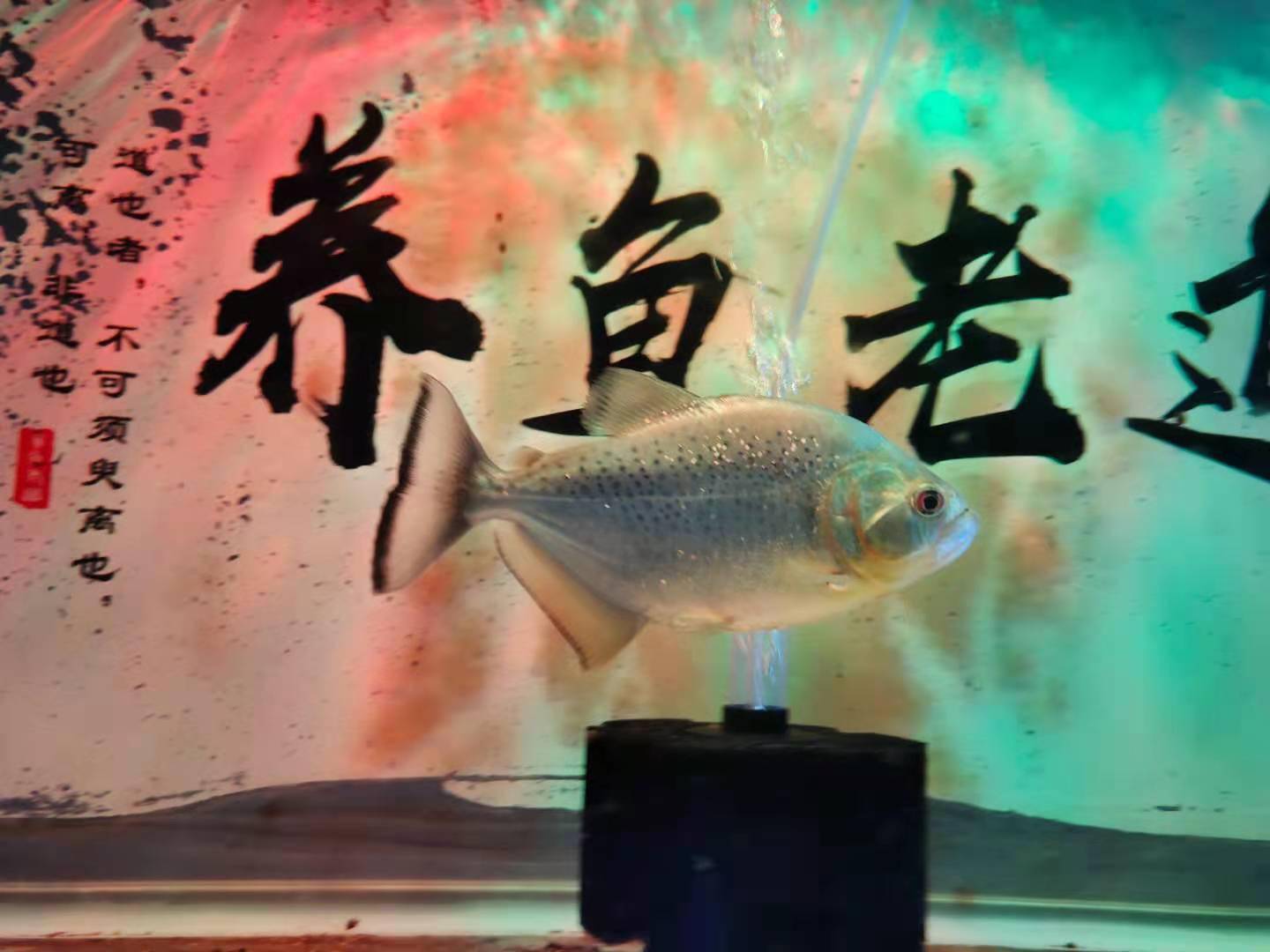 觀賞魚苗喂什么_觀賞魚魚苗吃什么_觀賞魚魚苗吃什么長得快