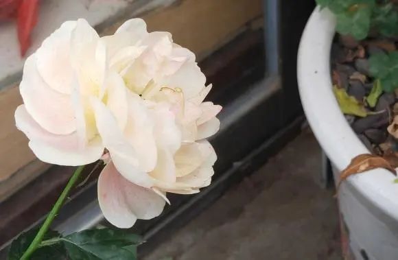 多肉植物算花嗎_多肉算花還是算草_多肉植物算不算花