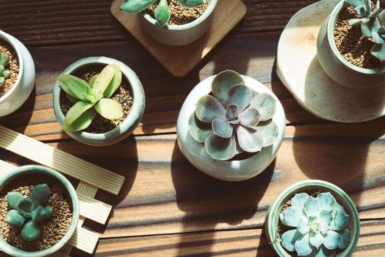 自帶香味的多肉有哪些？多肉的香都是什么味的？