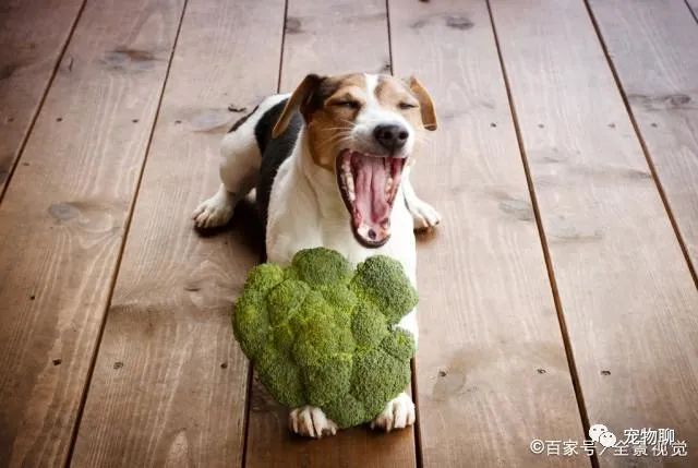 這幾種蔬菜，狗狗是不能吃的，你有在喂嗎？