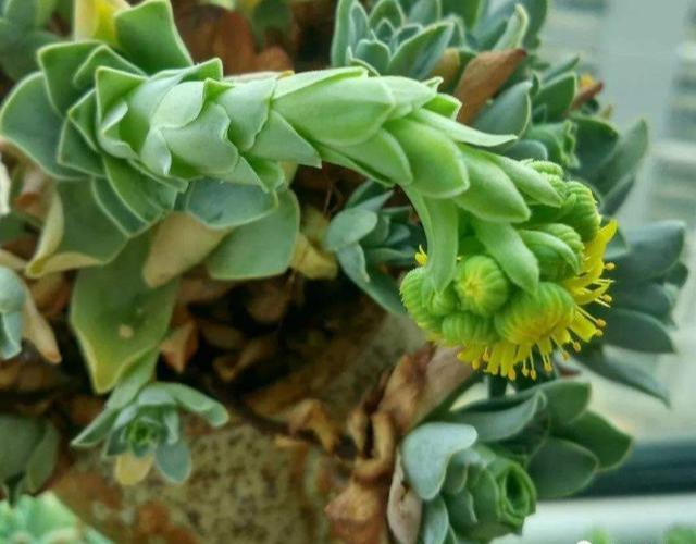 開花植物多肉圖片_多肉植物 開花_開花的多肉植物