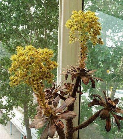 開花植物多肉圖片_多肉植物 開花_開花的多肉植物