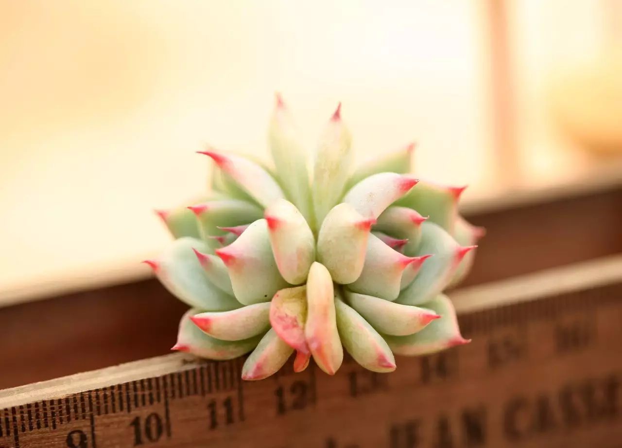 多肉型植物_多肉型種_50種多肉植物