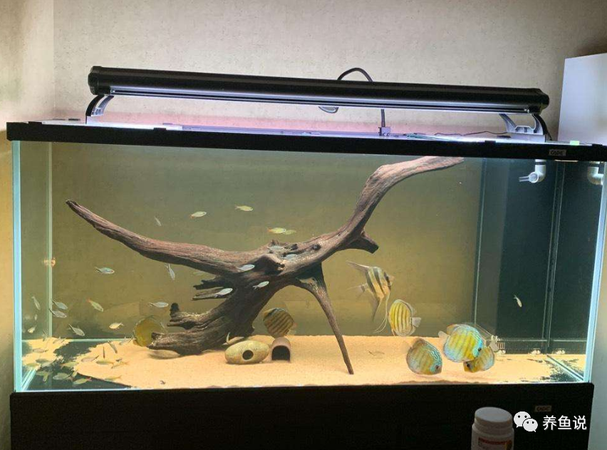 辟謠：魚缸看上去水清干凈，觀賞魚就能養好？真相可不是這樣