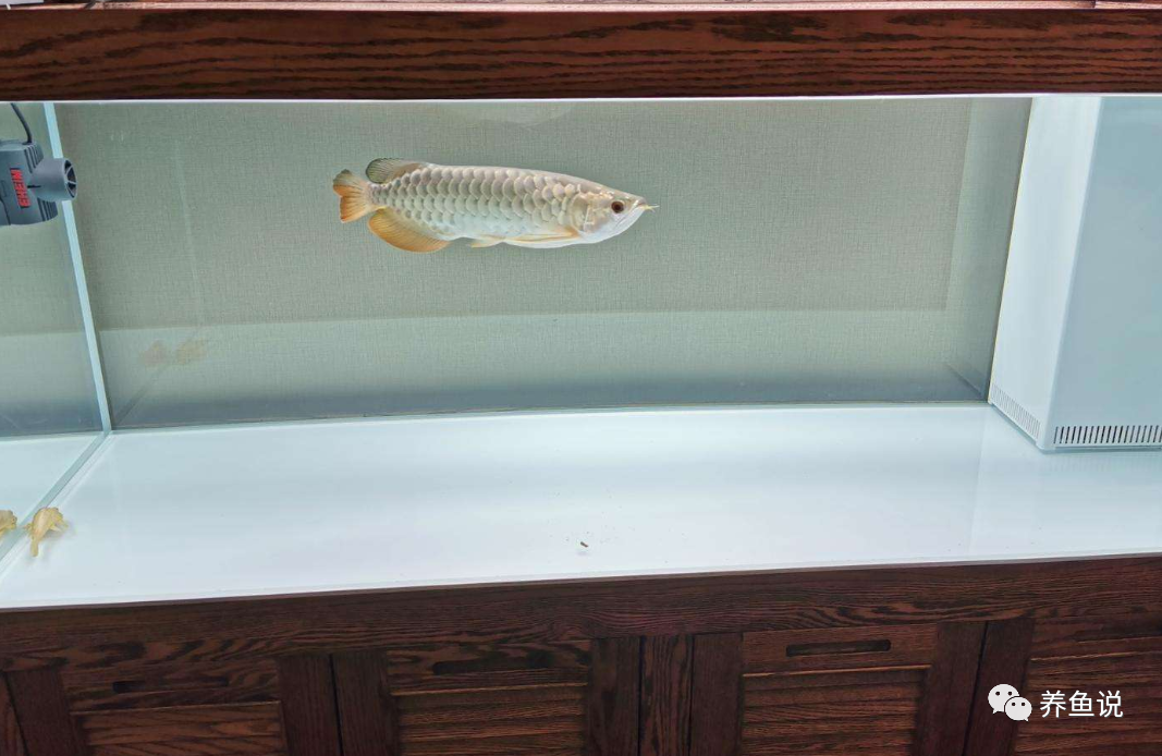 養觀賞魚用自來水行嗎_觀賞魚要用什么水養_觀賞魚用什么水養