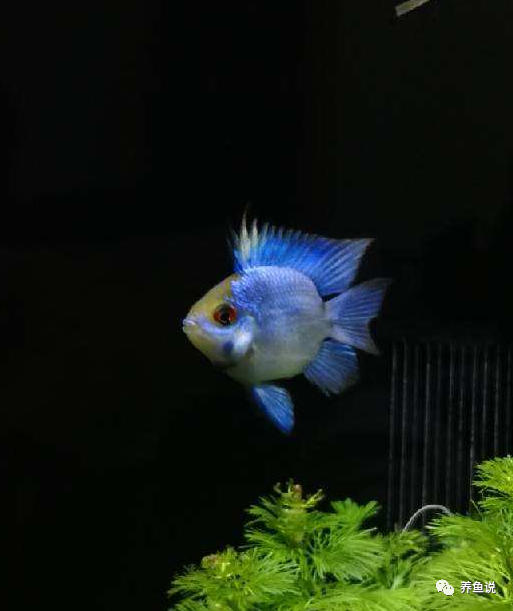 觀賞魚用什么水養_養觀賞魚用自來水行嗎_觀賞魚要用什么水養