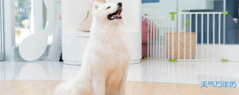 超好聽的男狗狗名_好聽狗狗名字男生_好聽的狗狗名字男