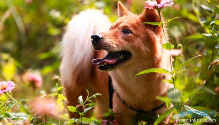 好聽的狗狗名字男_超好聽的男狗狗名_好聽狗狗名字男生