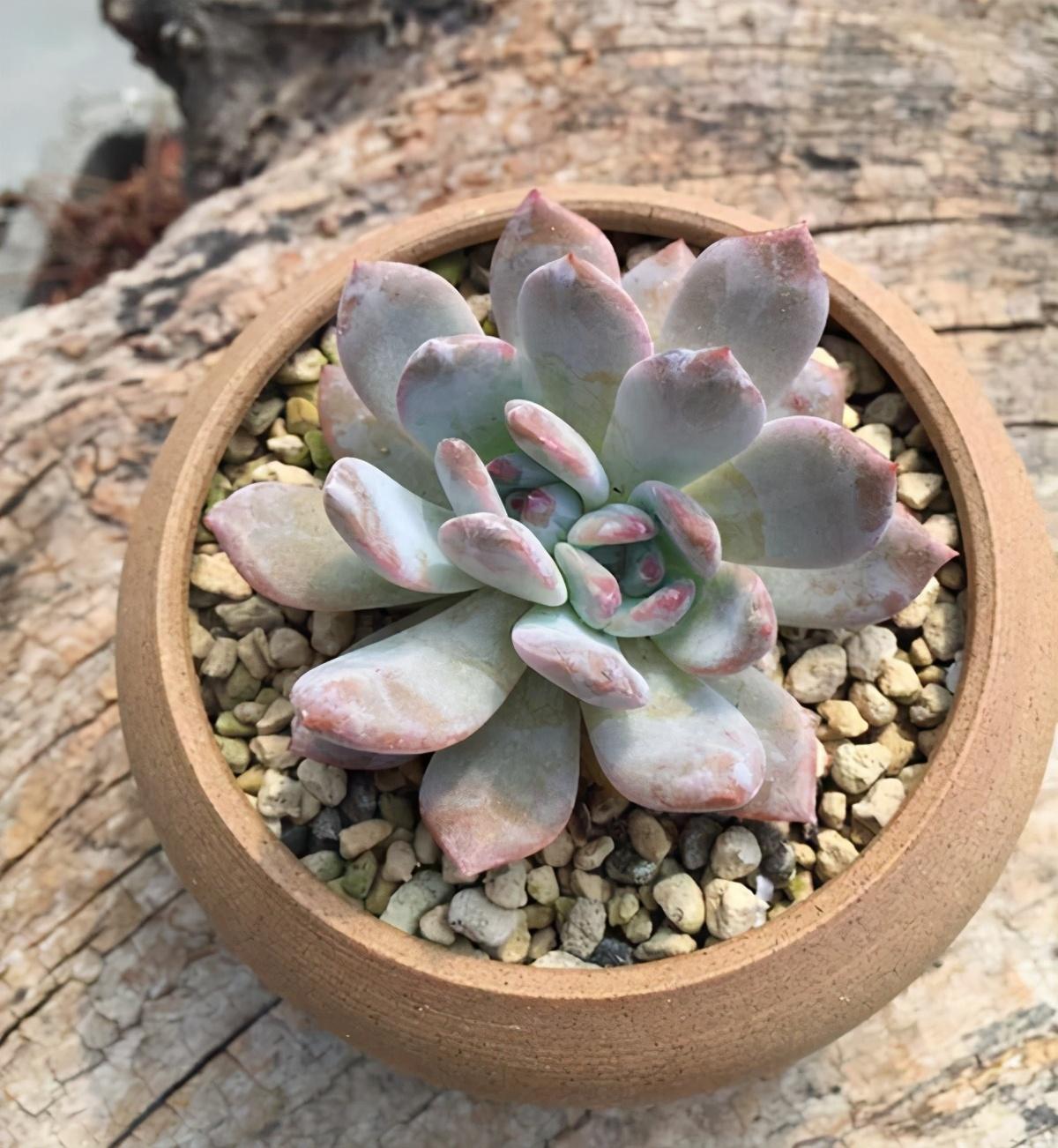 多肉植物多少種類_植物多肉以上怎么養_以上多肉植物