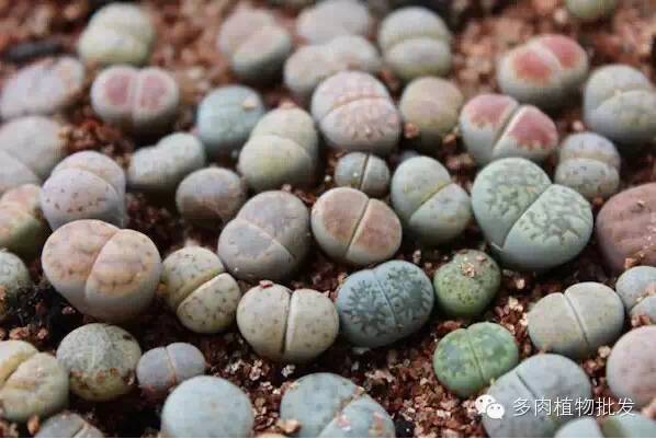 植物多肉大全圖片_植物多肉大概多長(zhǎng)時(shí)間澆一次水_多肉植物 大