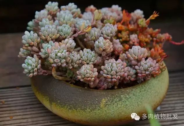 植物多肉大全圖片_多肉植物 大_植物多肉大概多長(zhǎng)時(shí)間澆一次水