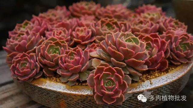 植物多肉大全圖片_多肉植物 大_植物多肉大概多長(zhǎng)時(shí)間澆一次水