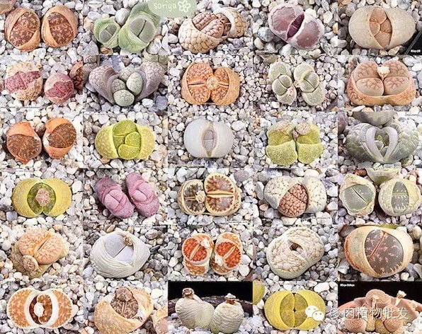 植物多肉大概多長(zhǎng)時(shí)間澆一次水_多肉植物 大_植物多肉大全圖片