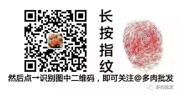 多肉植物 大_植物多肉大概多長(zhǎng)時(shí)間澆一次水_植物多肉大全圖片