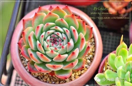 植物多肉大概多長(zhǎng)時(shí)間澆一次水_多肉植物 大_植物多肉大全圖片