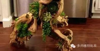 多肉植物 大_植物多肉大全圖片_植物多肉大概多長(zhǎng)時(shí)間澆一次水