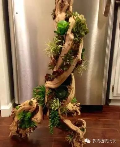 植物多肉大概多長(zhǎng)時(shí)間澆一次水_多肉植物 大_植物多肉大全圖片