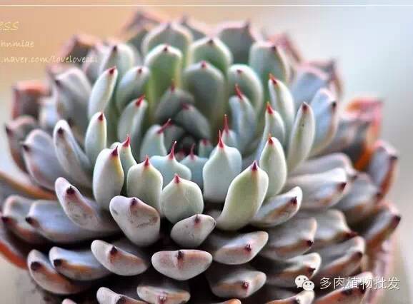 植物多肉大概多長(zhǎng)時(shí)間澆一次水_多肉植物 大_植物多肉大全圖片