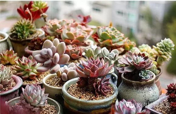 植物多肉大概多長(zhǎng)時(shí)間澆一次水_多肉植物 大_植物多肉大全圖片
