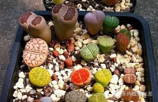 多肉植物 大_植物多肉大概多長(zhǎng)時(shí)間澆一次水_植物多肉大全圖片