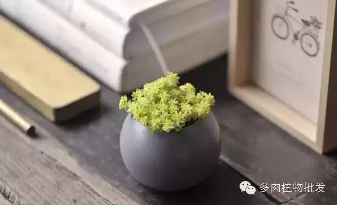 多肉植物 大_植物多肉大全圖片_植物多肉大概多長(zhǎng)時(shí)間澆一次水