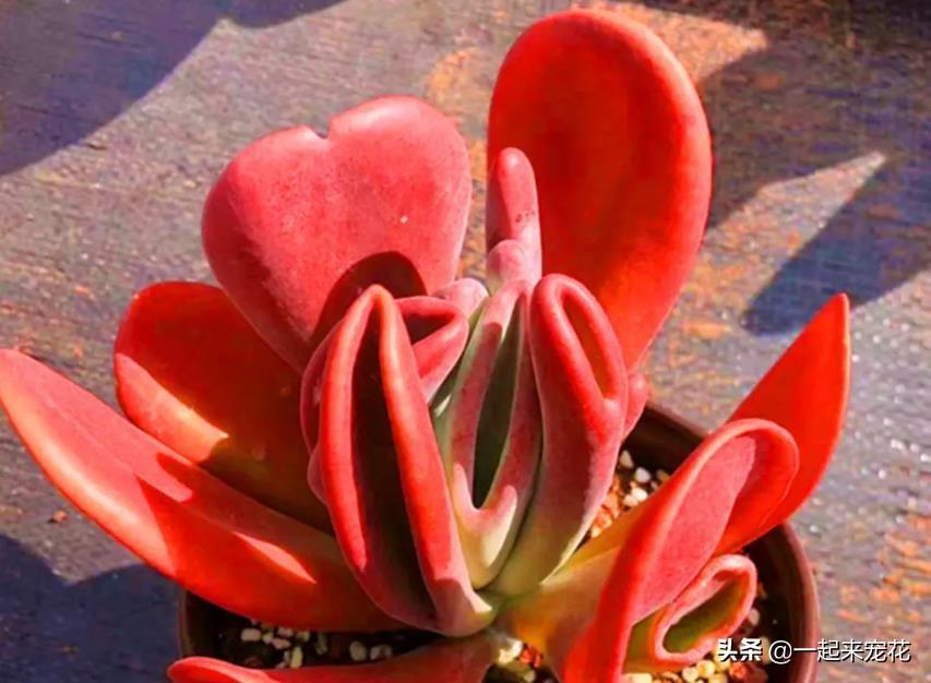 多肉紅色花_紅色多肉花心有白絨絨_紅色肉花白色根嗎