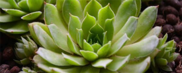 多肉專用花盆_多肉用花盆_多肉植物用盆