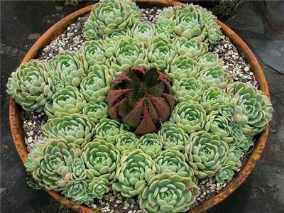 多肉專用花盆_多肉用花盆_多肉植物用盆