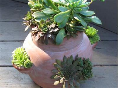 多肉用花盆_多肉植物用盆_多肉專用花盆