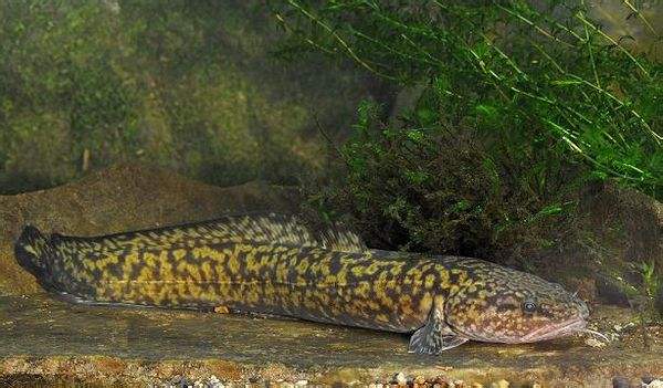 適合小興安嶺地區(qū)養(yǎng)殖的本地冷水魚種類和養(yǎng)殖現(xiàn)狀（上）