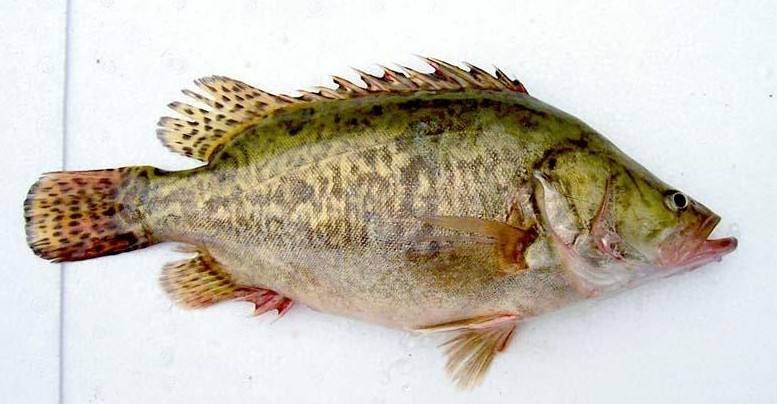 冷水觀賞魚長大后怎么養_長不大的冷水觀賞魚_冷水觀賞魚長大后會死嗎