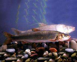 冷水觀賞魚長大后會死嗎_冷水觀賞魚長大后怎么養_長不大的冷水觀賞魚