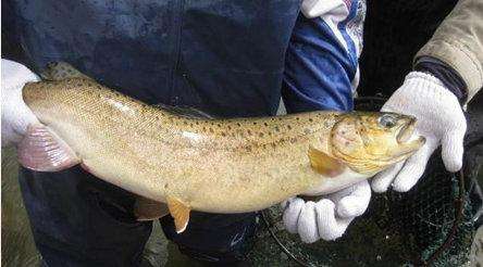長不大的冷水觀賞魚_冷水觀賞魚長大后怎么養_冷水觀賞魚長大后會死嗎