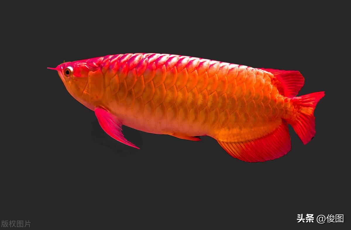 紅鯉魚觀賞魚賣多少錢一斤_鯉魚買賣_賣鯉魚掙錢嗎