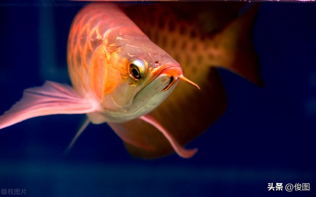 紅鯉魚觀賞魚賣多少錢一斤_鯉魚買賣_賣鯉魚掙錢嗎