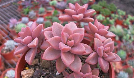 多肉蒂亞老樁怎么修剪_多肉蒂亞老樁盆栽修剪_蒂亞多肉老樁