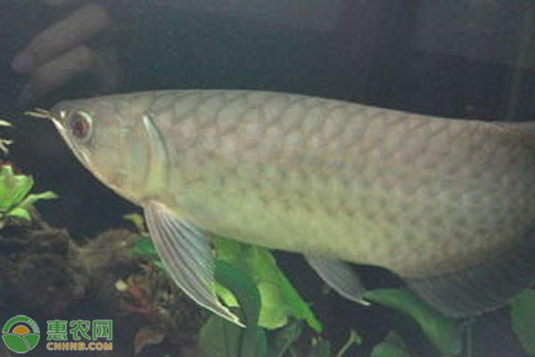 青龍魚價(jià)格多少錢一斤？青龍魚養(yǎng)殖前景分析