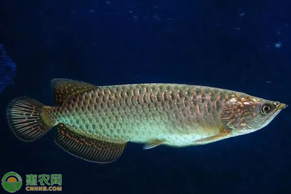 觀賞魚一般多少錢一條_金錢魚觀賞魚_觀賞魚錢條一般多長