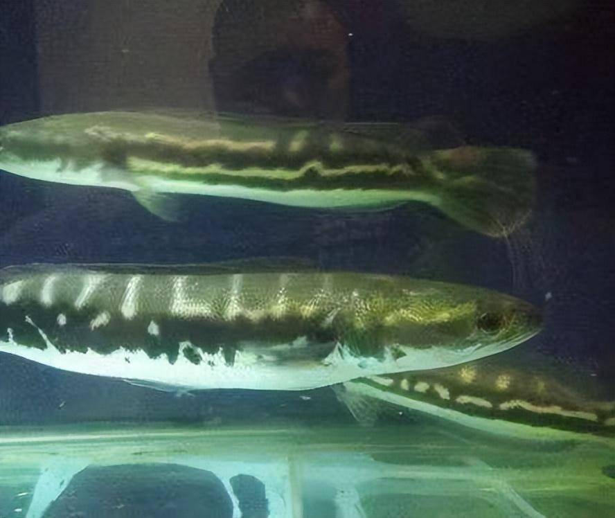 觀賞大型魚類_大型觀賞魚魚_大型魚觀賞魚